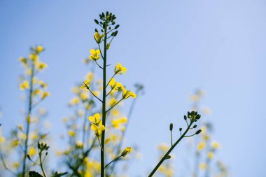 Çiçek açan tek bir kolza dalı, açan kanola, baharda sarı çiçekler.