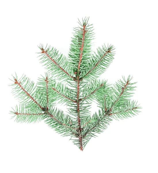 Vista dall'alto di un bellissimo ramo d'albero di Natale verde festivo soffice isolato su uno sfondo bianco . — Foto Stock