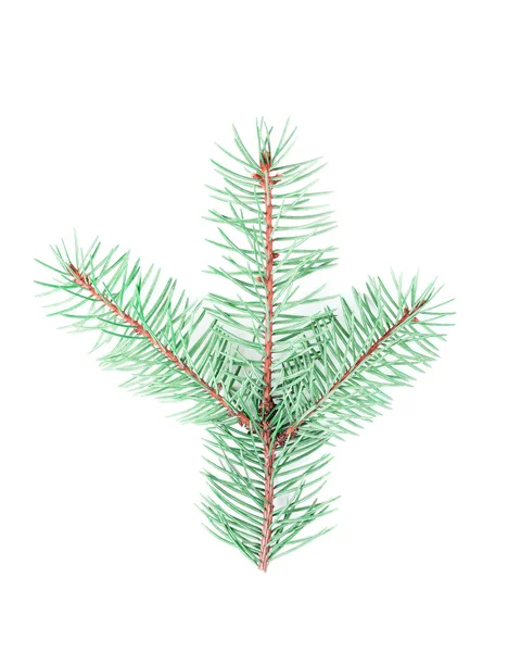 Piatto laici piccolo bello semplice soffice naturale verde albero di Natale ramo isolato su sfondo bianco — Foto Stock