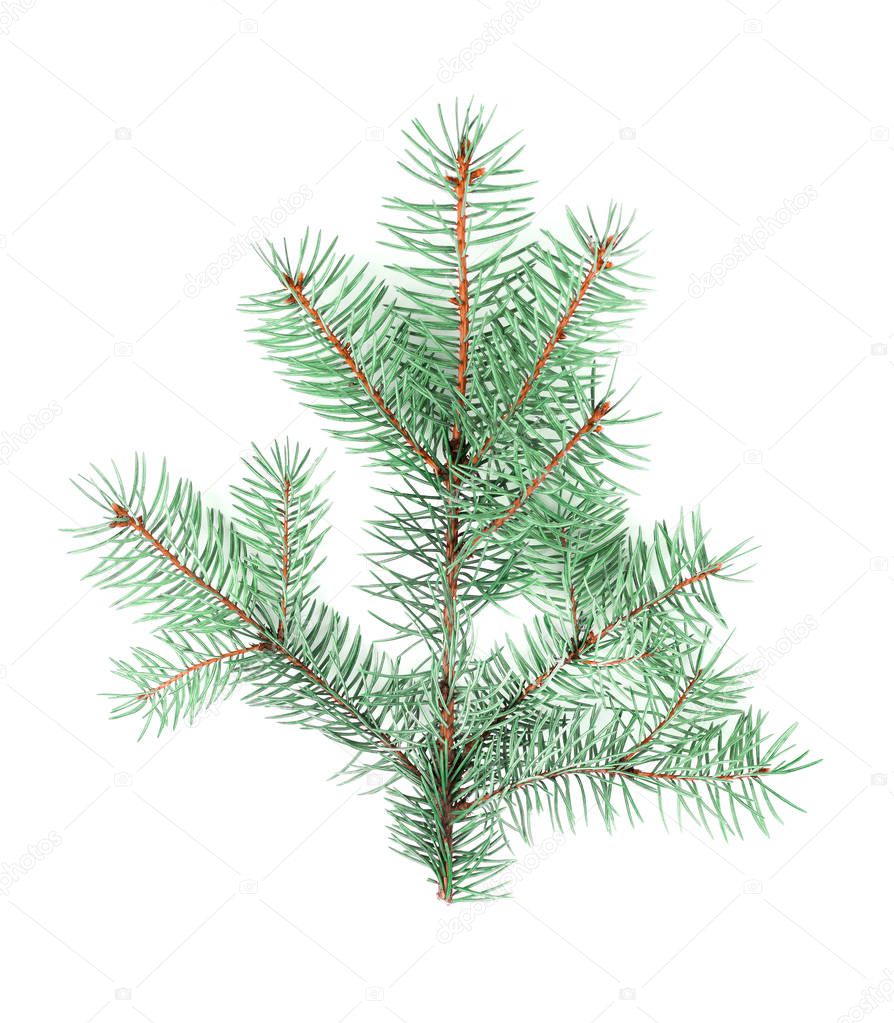 Flat lay beautiful green fluffy Christmas tree branch isolated on white background