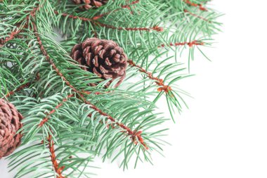 Beyaz arka plan üzerinde izole metin için boş yer ile alan sığ derinliği ile yeşil yemyeşil Noel ağacı dalları ve çam kozalağı bir Yeni Yıl hediye kartı veya afiş için güzel kompozisyon