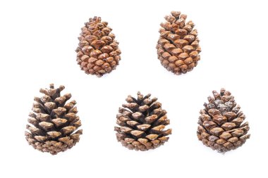 Beyaz bir zemin üzerinde katran izole edilmiş beş kahverengi kozalaklı orman kozalağından oluşan bir koleksiyonun üst görüntüsü..