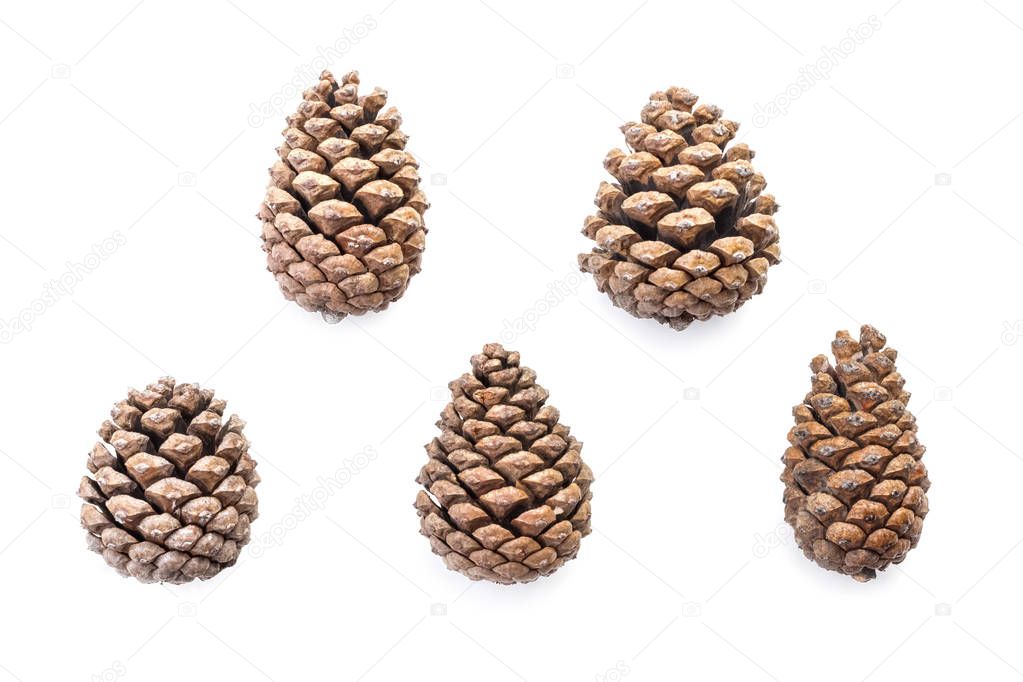 Flat lay set of five beautiful brown forest natural pine cones or cones of another coniferous tree isolated on white background