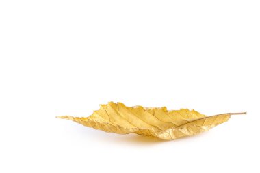 Beyaz arkaplanda izole edilmiş metin için boş alanı olan bir ağacın düşen güzel altın yaprağının yan görüntüsü