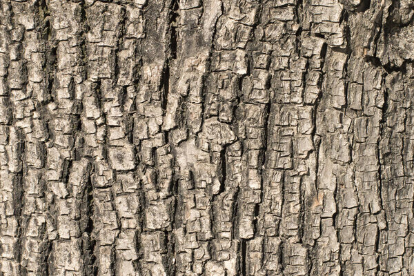 Outdoor shot of bark of linden deciduous tree. Closeup shot of a textured jagged old brown bark on a clear sunny day. Beautiful wood texture