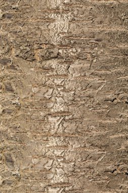 Güneşli bir günde, genç bir yaprak döken ağacın güzel, kahverengi, pürüzlü kabuğunun yakın çekimi. Açık hava çekimi. Moda modern doku arkaplanı.