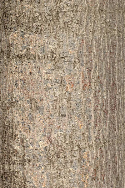 Крупный план наружной съемки текстурированной цветной коры хвойного дерева с трещинами и пятнами. Красивый современный модный текстурный фон . — стоковое фото