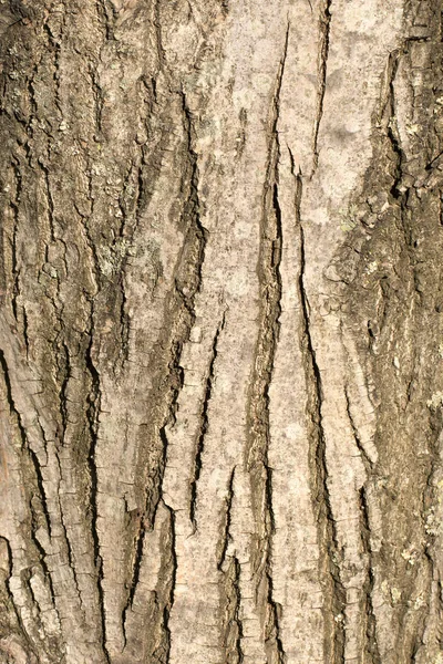 Beautiful textured uneven brown bark of an old deciduous tree on a sunny clear day. Closeup outdoors tree trunk shot. Beautiful modern trendy texture background. Design element. — Stock Photo, Image