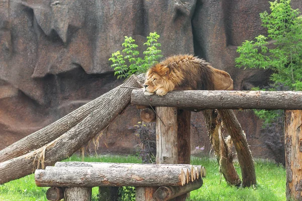 An adult single beautiful strong lion lies and rests on a construction of logs in a zoo in an open aviary. — Stock Photo, Image