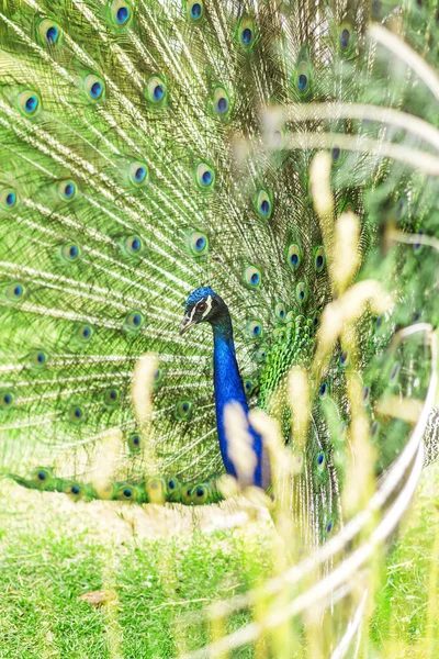 Nahaufnahme Porträt eines strahlend bunten männlichen Pfaus mit losem schönen Schwanz in einem Zoo in einer offenen Voliere — Stockfoto