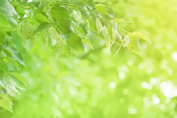 Taze Yaprakları Olan Ihlamur Ağacının Genç Dalı Fotokopi Alanı Olan — Stok fotoğraf