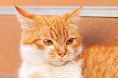 Kırmızı bir evsiz kedinin yüzünü, basamaklarda uzanan sığ bir alan derinliğiyle kapatın ve rahatsız edici ve hoşnutsuz kulaklarını bastırın..