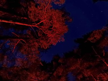 kamp. gece gökyüzü ve ormandaki ağaçlar. ağaçlar bend aşağıya doğru dallarında