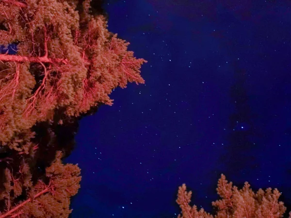 Árboles Brillantes Sobre Fondo Del Cielo Nocturno Cielo Jugoso Estrellado — Foto de Stock