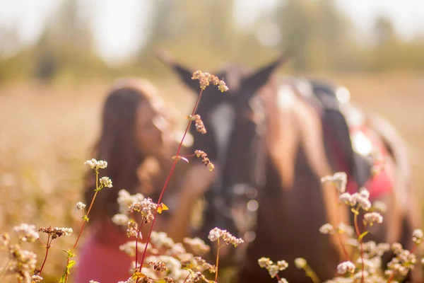 Field Bovete Och Girl Silhouette Med Horse Back Plan — Stockfoto