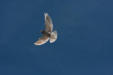 zemin üzerinde uçan güvercin. büyük kanatları mavi gökyüzü. Fotoğraf yatay yönlendirme. tasarımınız için fotoğraf