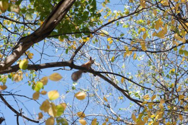 bir ağacın taç sincap. Fotoğraf yatay sayfa yönlendirmesi