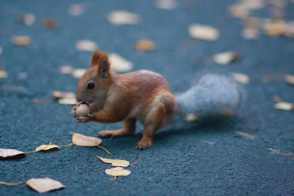 Söt Ekorre Äter Nutlet Innehar Valnöt Små Tassar — Stockfoto