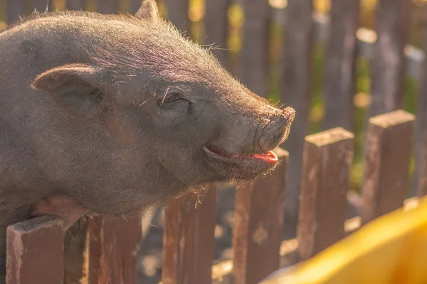 ᐈ Cerdo imágenes de stock, fotos cerdos | descargar en Depositphotos®
