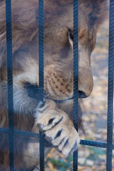 Λιοντάρι Ένα Κλουβί Λιοντάρι Πίσω Από Ένα Πλέγμα Σιδήρου Προσανατολισμός — Φωτογραφία Αρχείου