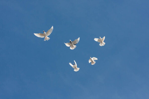 pigeons five pieces hover above ground. spreading his wings against the blue sky. Photo horizontal orientation. photo for your design