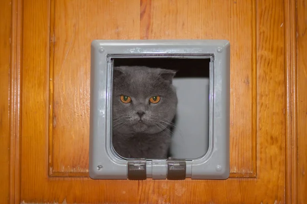 Kot Wspina Się Dziury Drzwiach Boitansky Szary Kot Dziura Drewniane — Zdjęcie stockowe