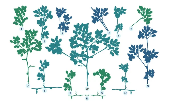 Grenarna Sommaren Träd Med Blad Skissa Stil Vit Bakgrund Vektorillustration — Stock vektor