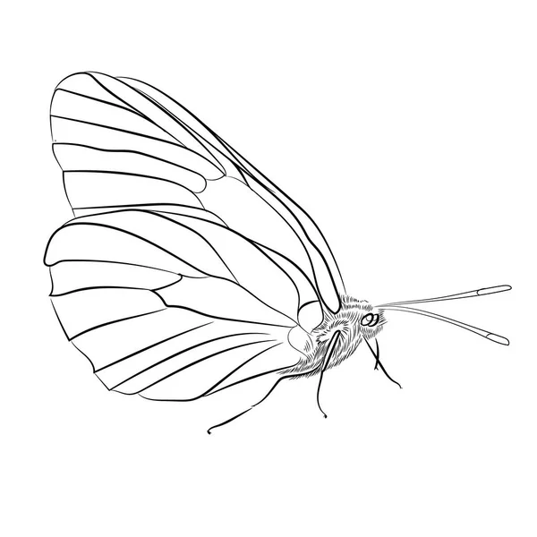 蝴蝶飞行向量例证在白色背景 素描风格 — 图库矢量图片