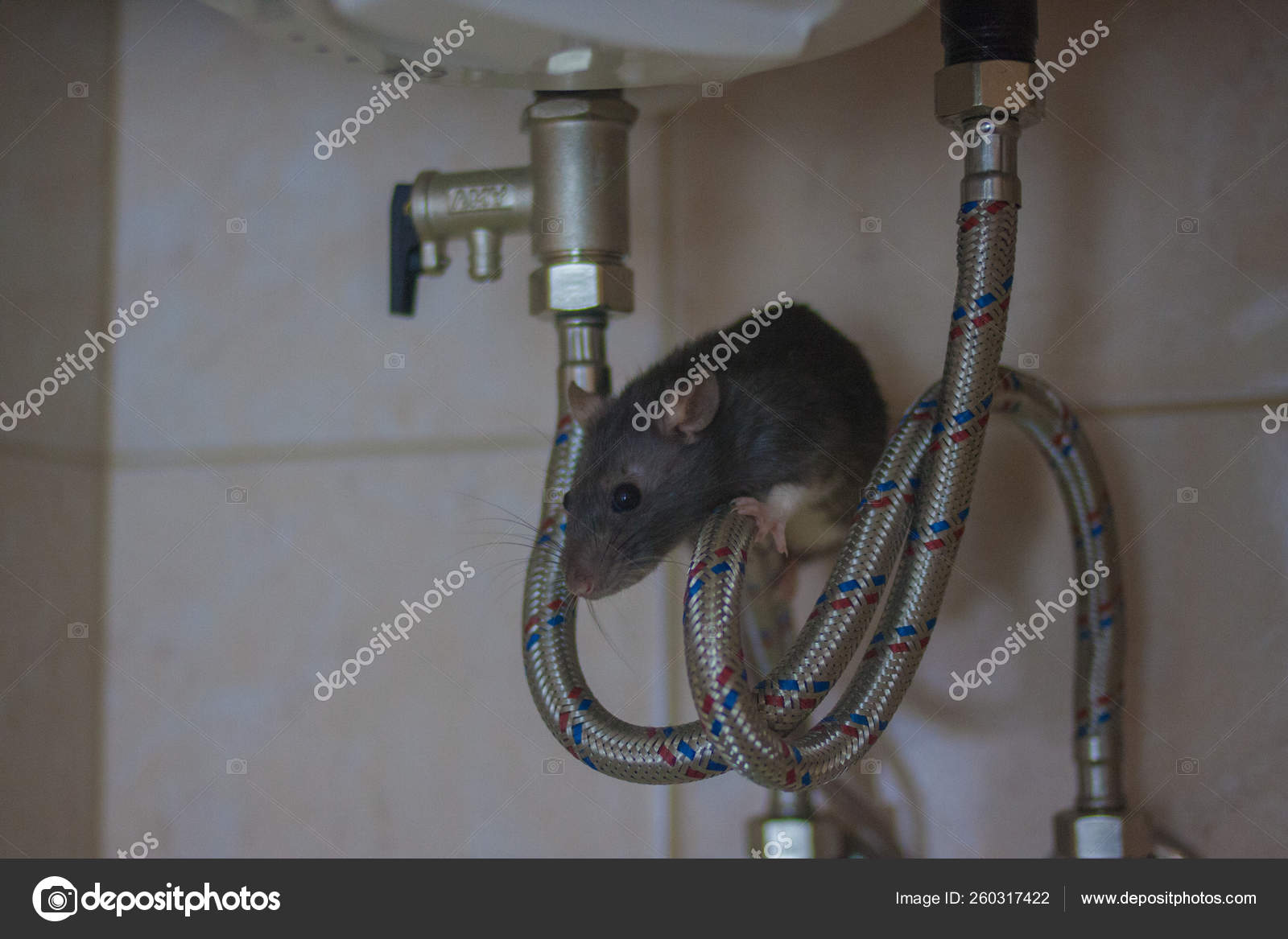 Plumbing concept. decorative black mouse on water Stock Photo by