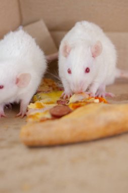 pizza yemek dekoratif bir kutu pizza fare . Sıçan
