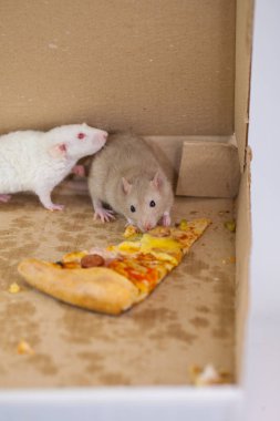 pizza fare bir parça yeme bir pizza kutusunda dekoratif. Sıçan