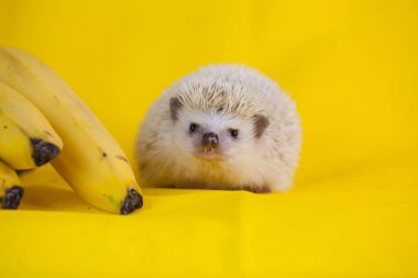 sarı arka planda kirpi. sevimli Evcil Hayvanlar. üzerinde