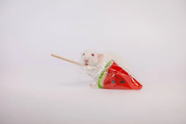 Souris décorative. Chez le rat. symbole du nouveau chinois — Photo