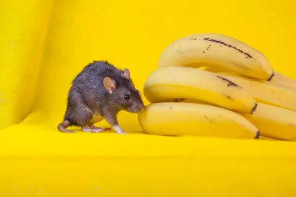 Maus dekorativ schwarz und ein Bündel Bananen. die Ratte ist — Stockfoto
