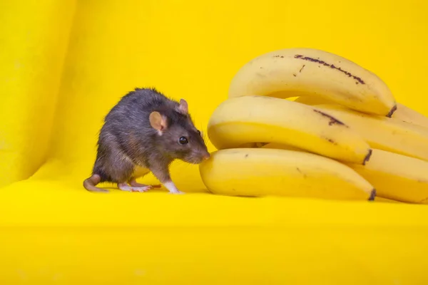 Tetikus dekoratif hitam dan sekelompok pisang. Tikus itu — Stok Foto