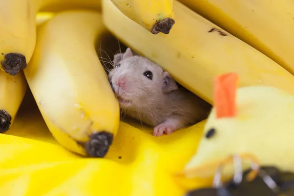 Dekoracyjna beżowa mysz w bananach. szczur domu na — Zdjęcie stockowe