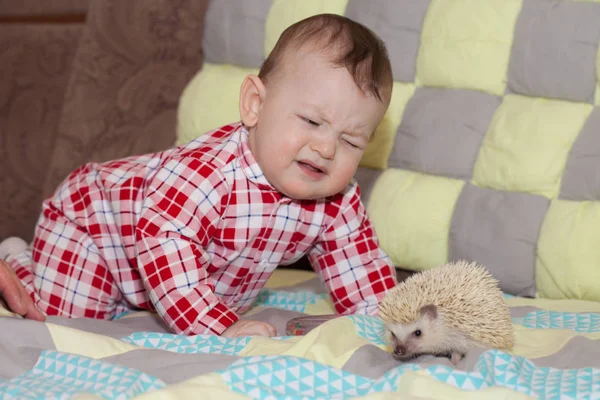 Pain concept. prick the risk. hedgehog and child. cute Pets — Stock Photo, Image