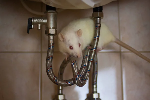Plumber concept. mouse decorative white on pipes . rat — Stock Photo, Image