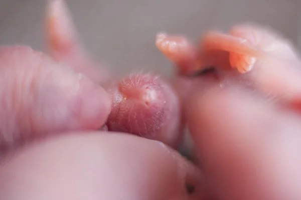 Rato bebé. o rato recém-nascido é pequeno. símbolo do chinês — Fotografia de Stock