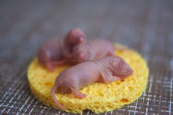 Potkani děti. novorozená myš je malá na kousku — Stock fotografie