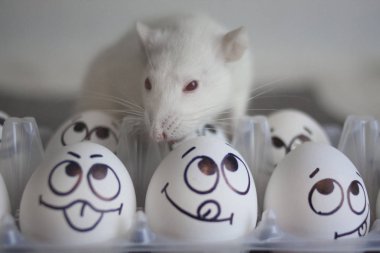 evcil hayvan gıda kavramı. Beyaz sıçan. Fare tavuk oturur