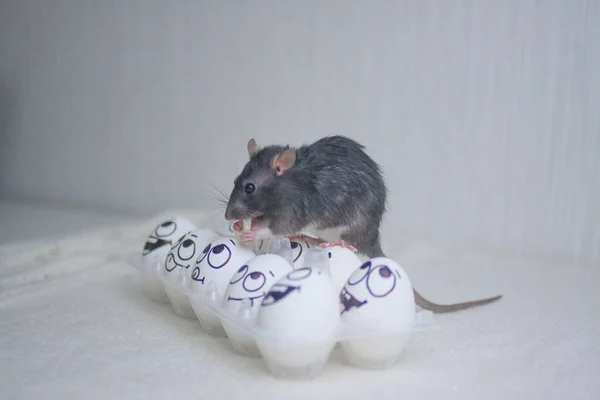 Koncepcji dezynfekcji. trujący szczur. szczur jest czarny. Mysz — Zdjęcie stockowe
