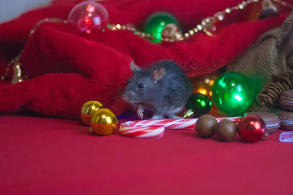 Nový rok krysa. Vánoční dekorace a červený Santa — Stock fotografie