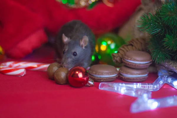 New year's rat. Kerstversiering en Nieuwjaar — Stockfoto