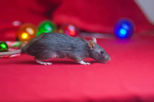 Le rat du Nouvel An. Décorations sapin de Noël et Nouveau — Photo
