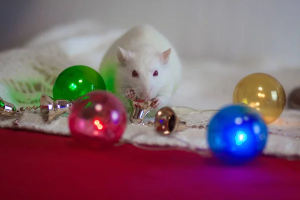 Le rat du Nouvel An. Décorations de Noël et cloche dorée — Photo