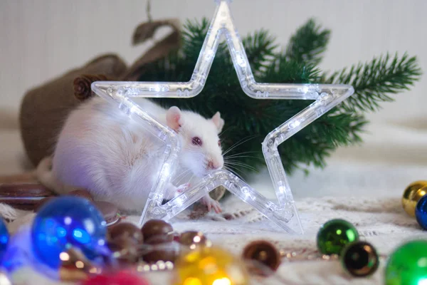 Le rat du Nouvel An. Décorations d'arbres de Noël et un cinq pointes — Photo