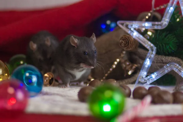 Zwarte Nieuwjaar ratten. Kerstboom decoraties en een — Stockfoto