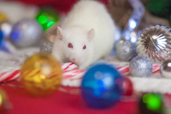 New year's rat eet snoep. muis tussen de — Stockfoto