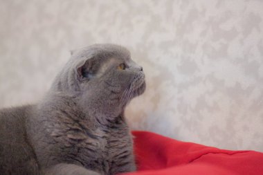 kedi kavramı, Kedi, gri, İngiliz, güzel, safkan, kalın, kabarık,